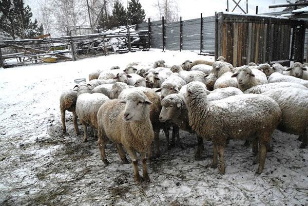 V zimě ovce na nádvoří