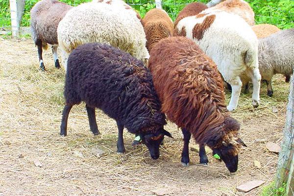 Le pecore sono allevate per carne, lana, latte