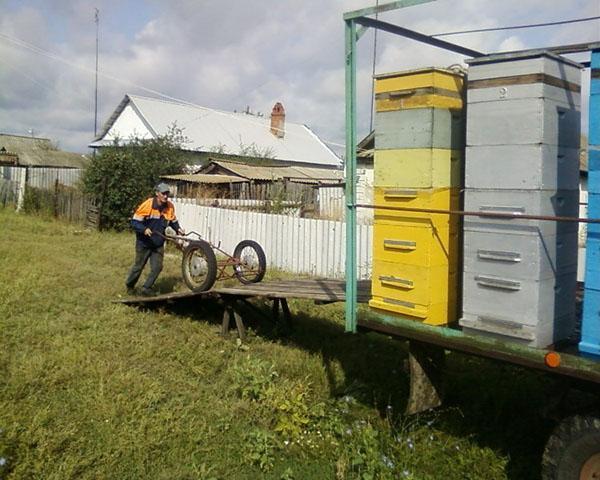 Transport der Bienenstöcke zum Bienenhaus