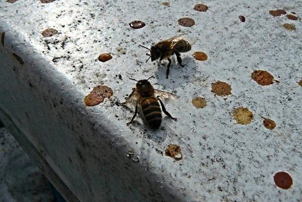 Erster Flug der Bienen