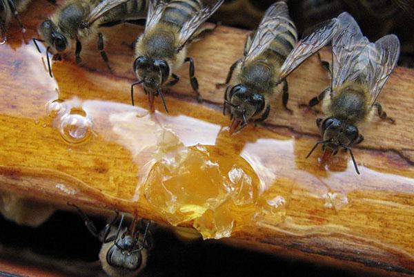 Bienen im Frühjahr füttern