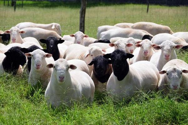 Antallet af får på græsset