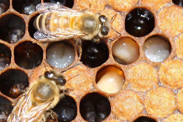 Niederlage der Bienen durch Faulbrut