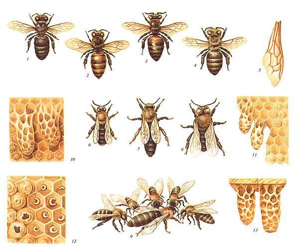 Bienenrassen - grauer Bergkaukasier, gelber Kaukasier, Italiener, Karpaten