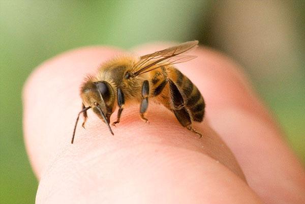 Om du rör dig slarvigt kan biet sticka