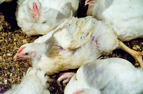 Infections are the cause of death of broilers