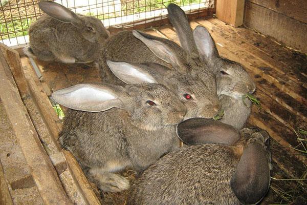 ארנבים מחוסנים בגיל 45 יום