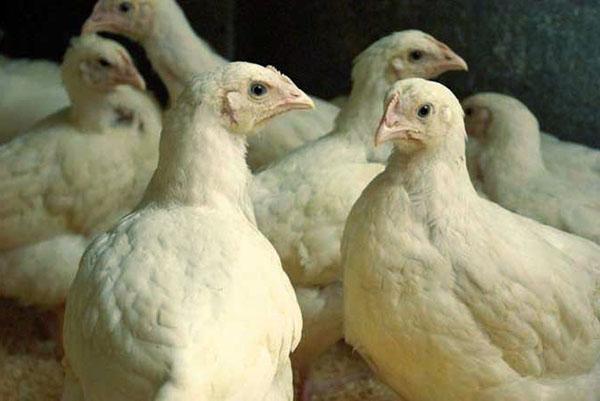 Пробиотиците имат благоприятен ефект върху чревната микрофлора на пилетата