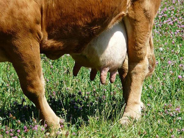 Produktiviteten af ​​en ko afhænger af både dyrets race og fodringens kvalitet