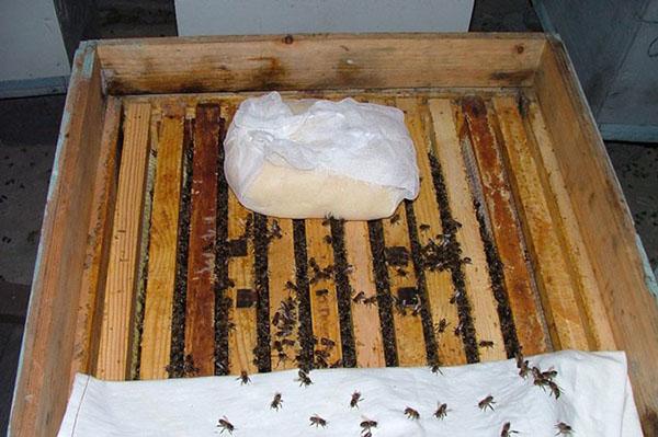 Vorbeugende Arbeit im Bienenhaus