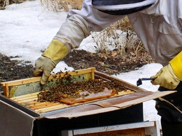 Überprüfung des Bienenstocks und der Frühlingsfütterung