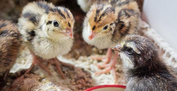 Chicks need protein-rich compound feed