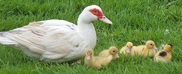 Los polluelos de pato real nacen 32-36 días