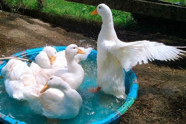 Los polluelos de pato de Pekín eclosionan los días 27-29