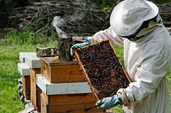 Die Arbeit des Imkers im Bienenhaus