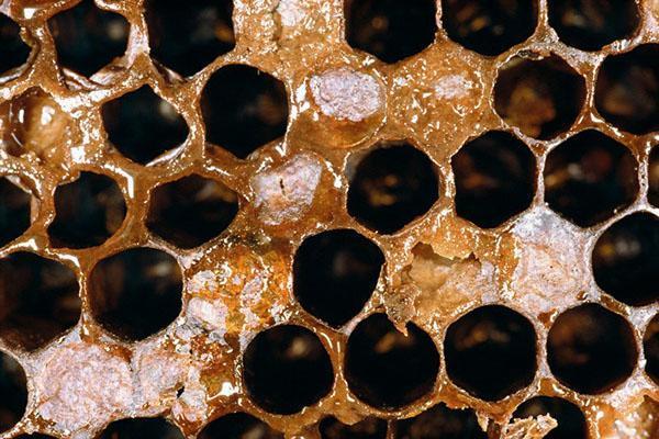 Regelmäßige Familienrevisionen und Desinfektion des Bienenstocks - Verhinderung von Faulbrut