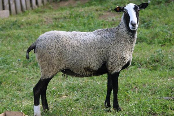 Романовска порода овце