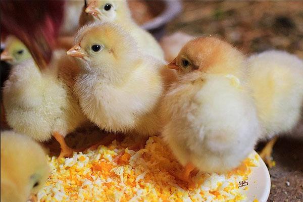 As galinhas recebem probióticos e vitaminas desde o primeiro dia