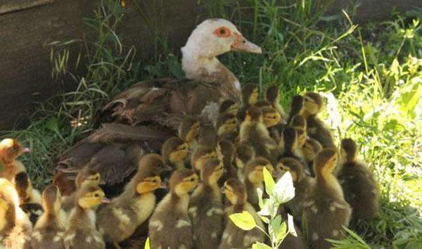 Heureuse famille de canards