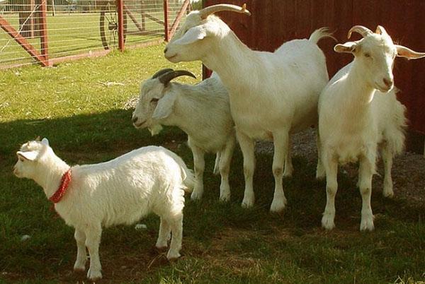 Семейство кози в двора