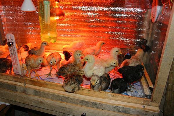 Съхраняване на пилета в нагрят брудер