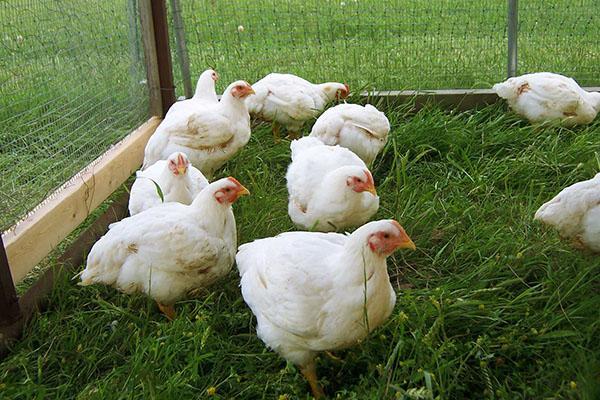 Csirkék tartása hordozható szekrényekben