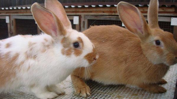 Tijdige vaccinatie zal de konijnenpopulatie redden