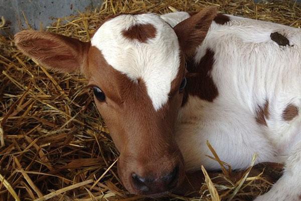 The calf is sick with dyspepsia