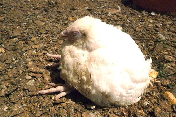 Endast sjukdomsförebyggande förhindrar slaktkycklingar