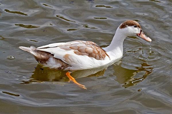 Mulard duck white-brown color