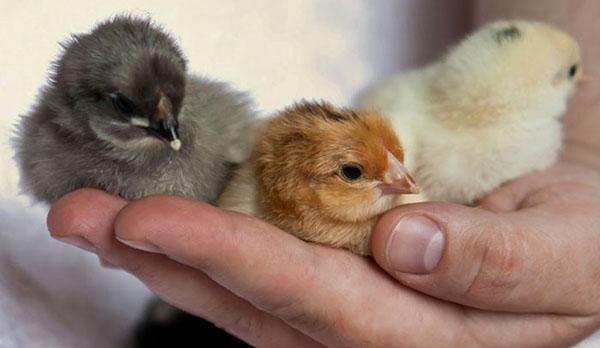 Penternak unggas yang berpengalaman dapat memberitahu jantina anak ayam yang sudah berusia satu hari.