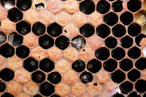 Varroatose von Bienen
