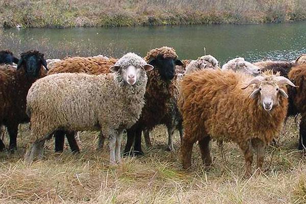 Pășunând oile