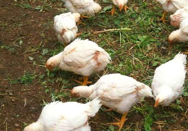 تزايد الدجاج اللاحم