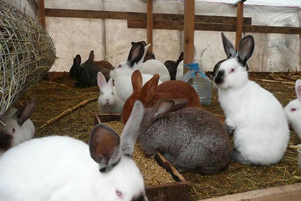 Allevamento di conigli in una voliera