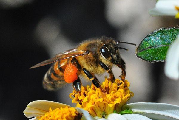 Eine durch Honigtau und Chemikalien verursachte Toxikose kann zum Tod von Bienen führen