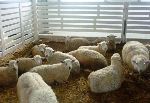 Žiemą laikant avis šiltame aptvare