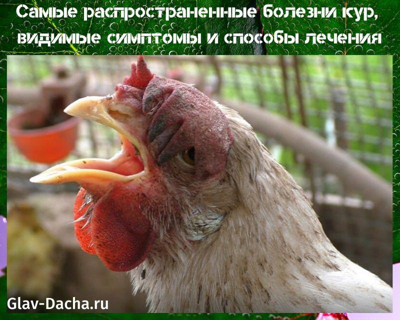 kyllingesygdomme