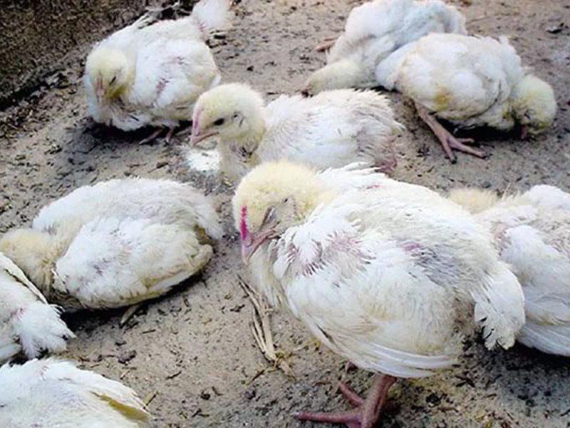 tecken på kycklingsjukdom