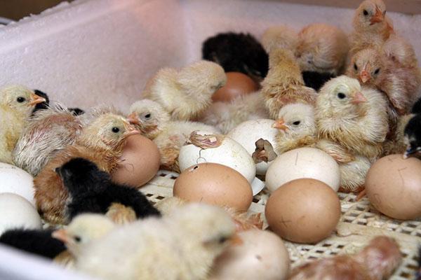 Menetas anak ayam di inkubator di rumah