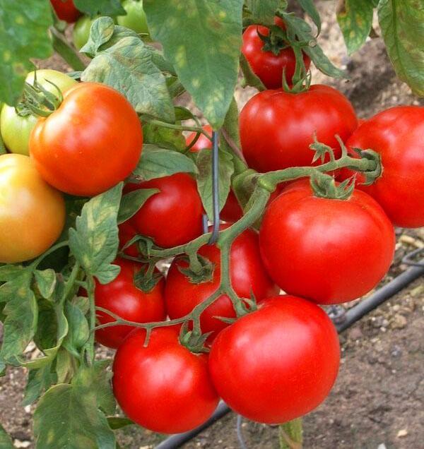 För betning väljs inte särskilt stora täta tomater.