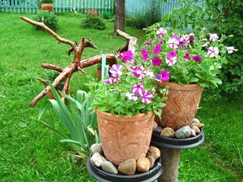 Petunia in pots