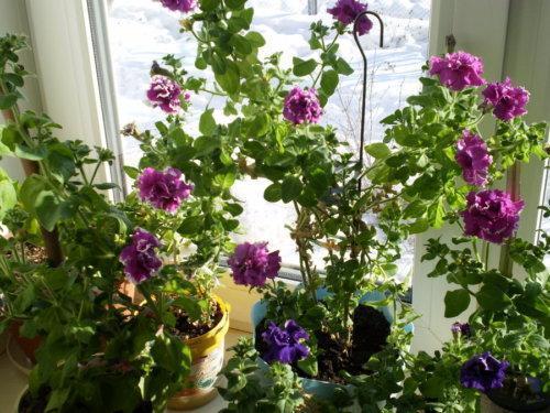 Petunias on the windowsill