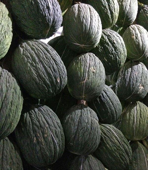 Vruchten van Assan Bay-meloenen in opslag