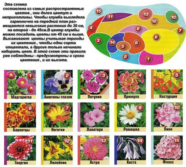 Kaavio kukkapenkistä tavallisista kasveista