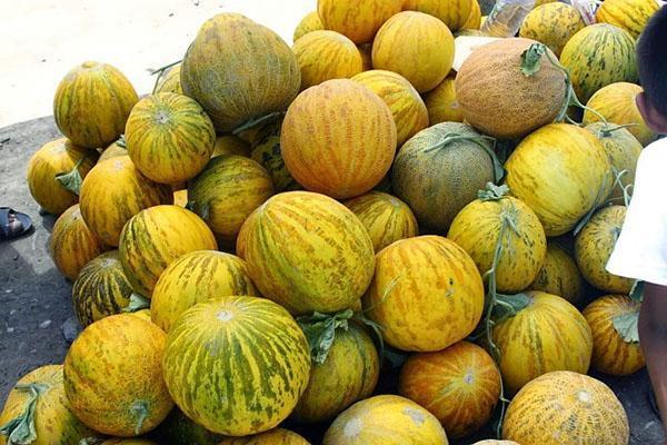 Melonensorte Bukharka 944 zu verkaufen