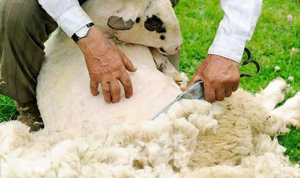 Tosquia ovelha com tesoura