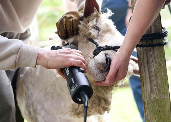 Mencukur domba dengan mesin khas