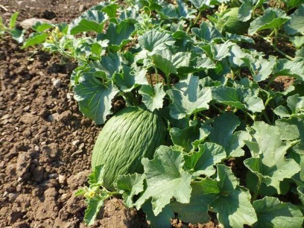 Assan-Bey melon acquires its amazing taste in a month after harvest