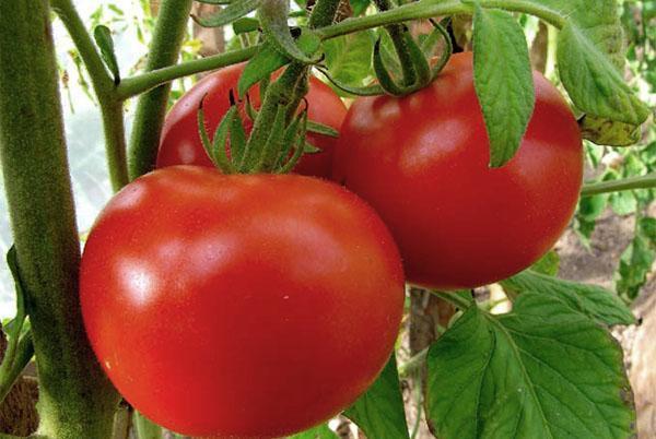Birželio pomidorai